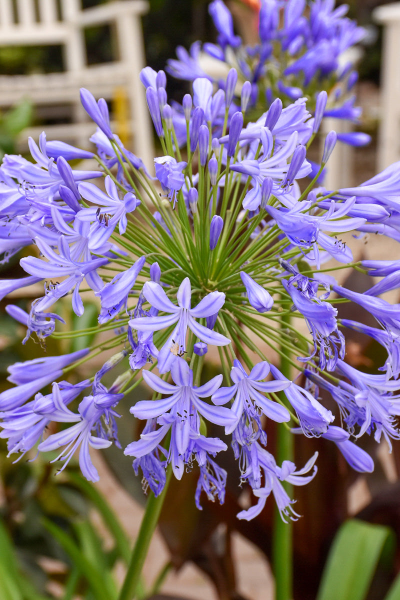 Agapanthus, Blue Storm