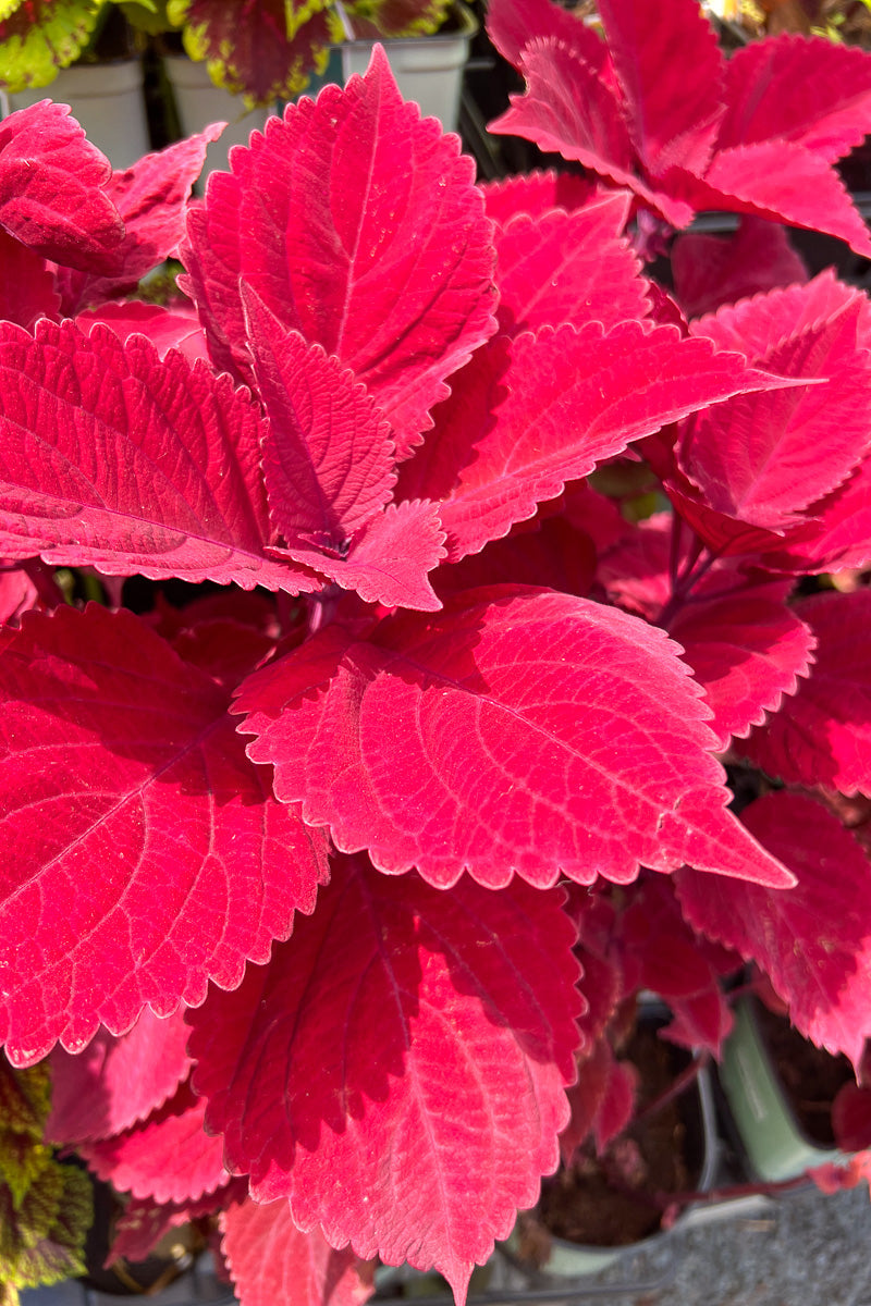 Coleus, Redhead