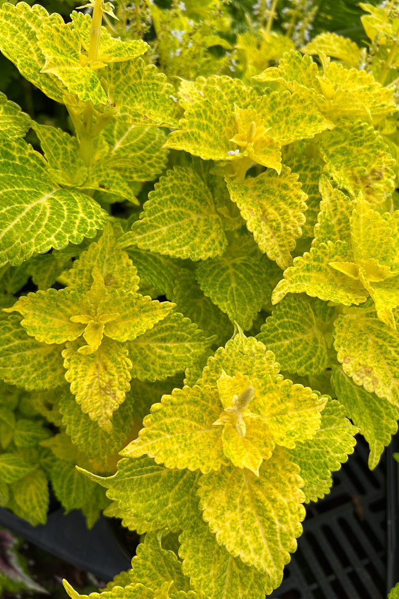 Coleus Electric Lime