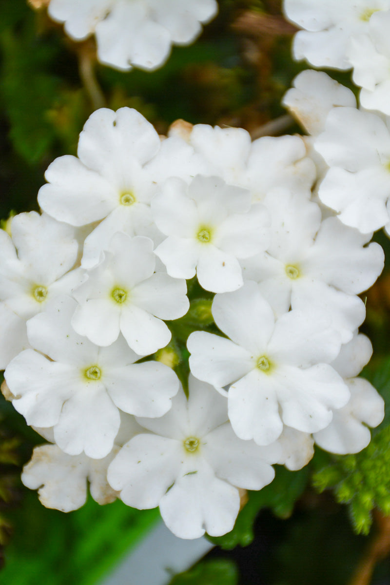 Verbena, Firehouse White
