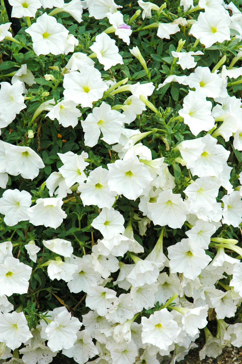 Petunia, Supertunia White