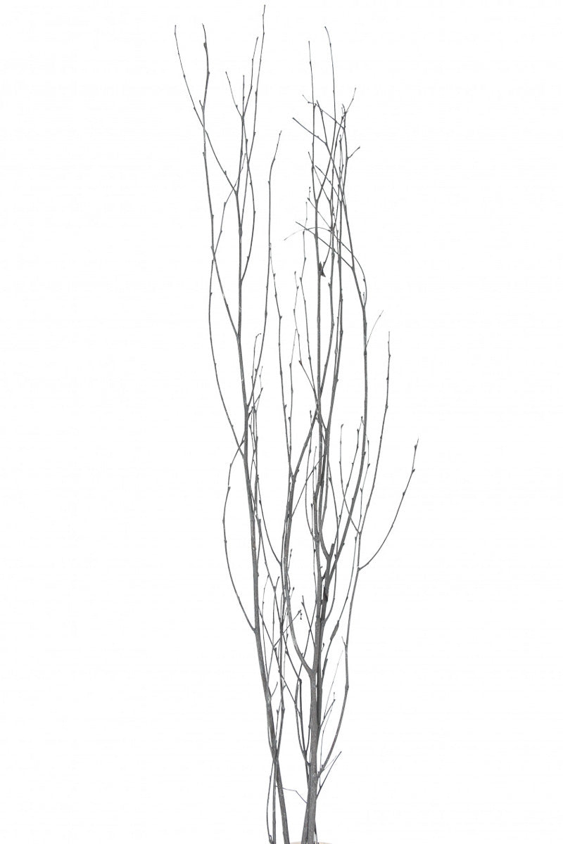 Vyn Dried Birch Branches Grey Wash (5 Stem)