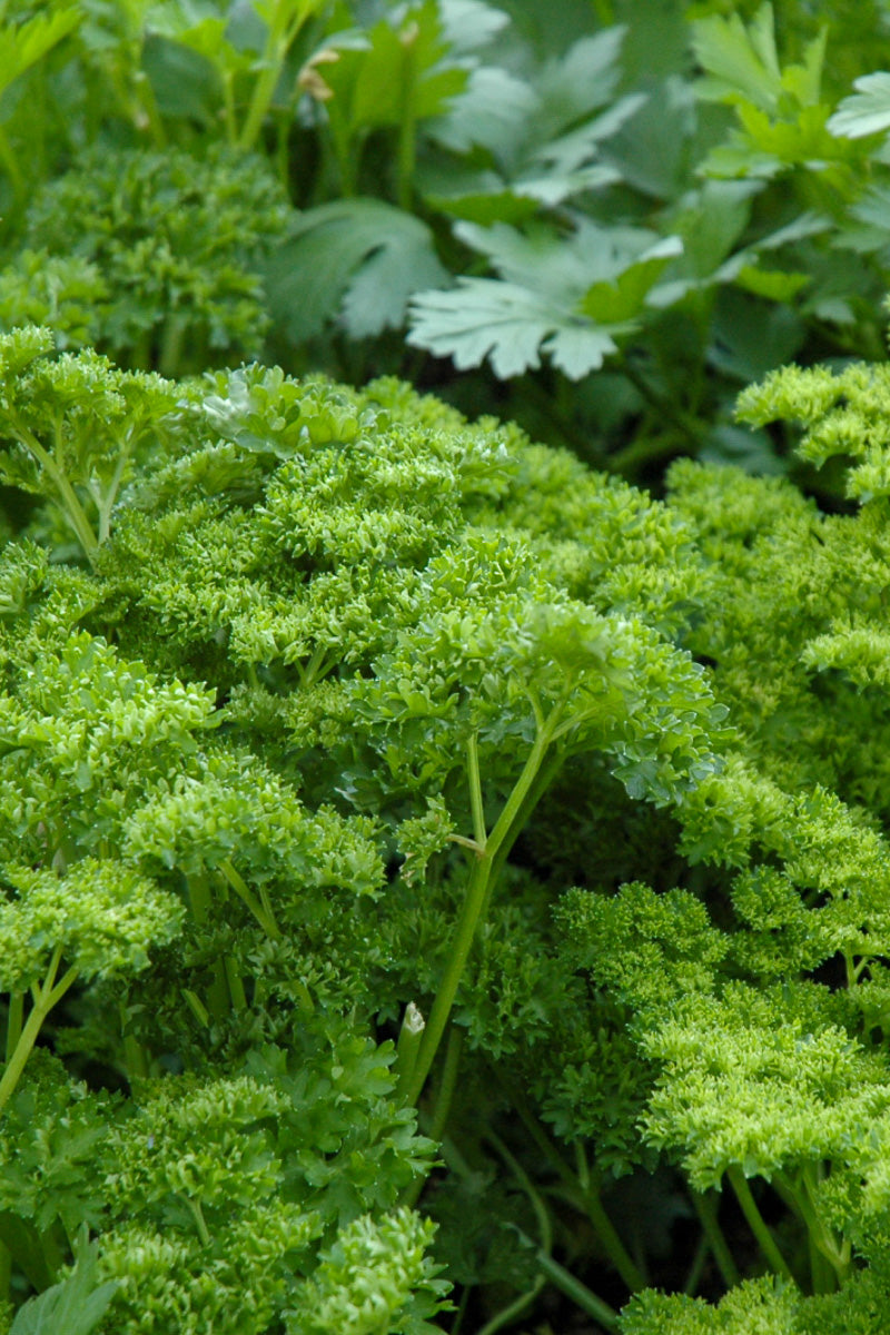 Herb Parsley Curly