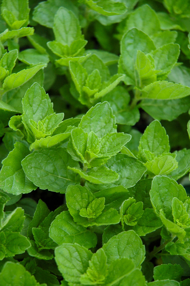 Herb, Mint Spearmint