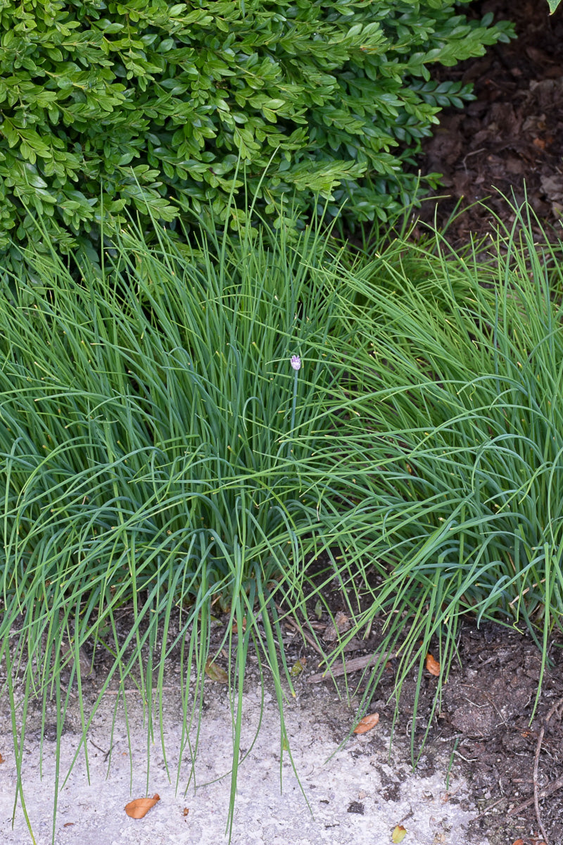 Herb, Chives Common
