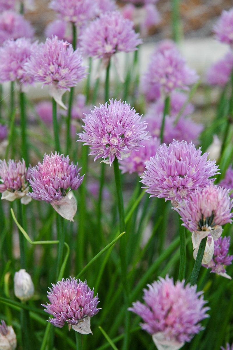 Herb, Chives Common