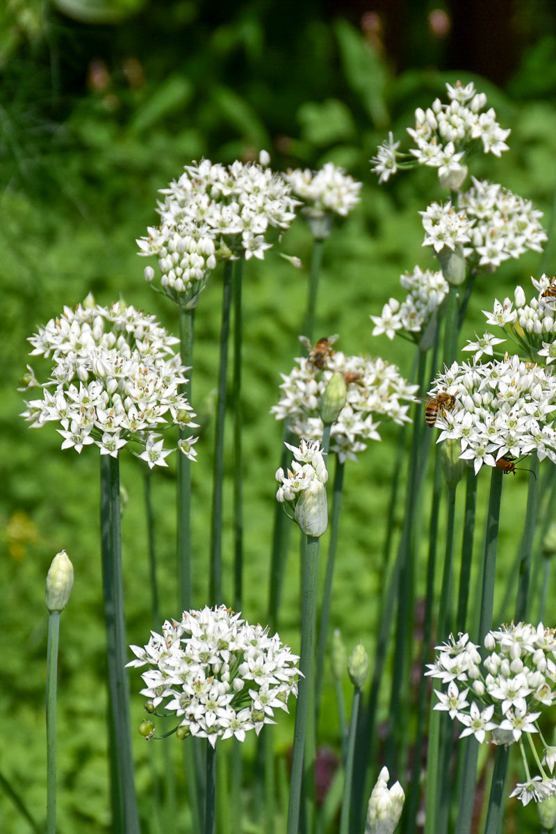Herb, Chives Garlic