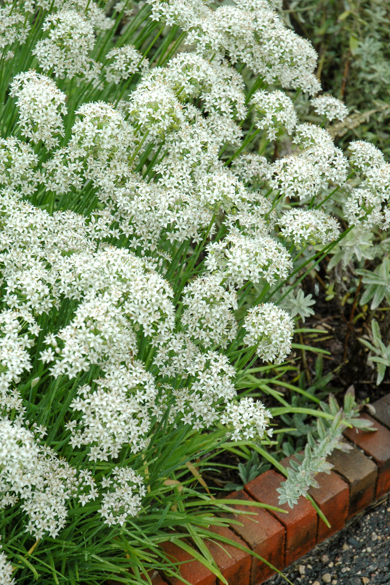 Herb, Chives Garlic