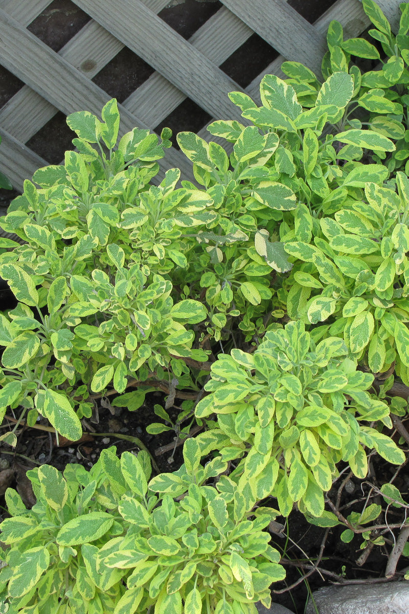 Herb Sage Golden