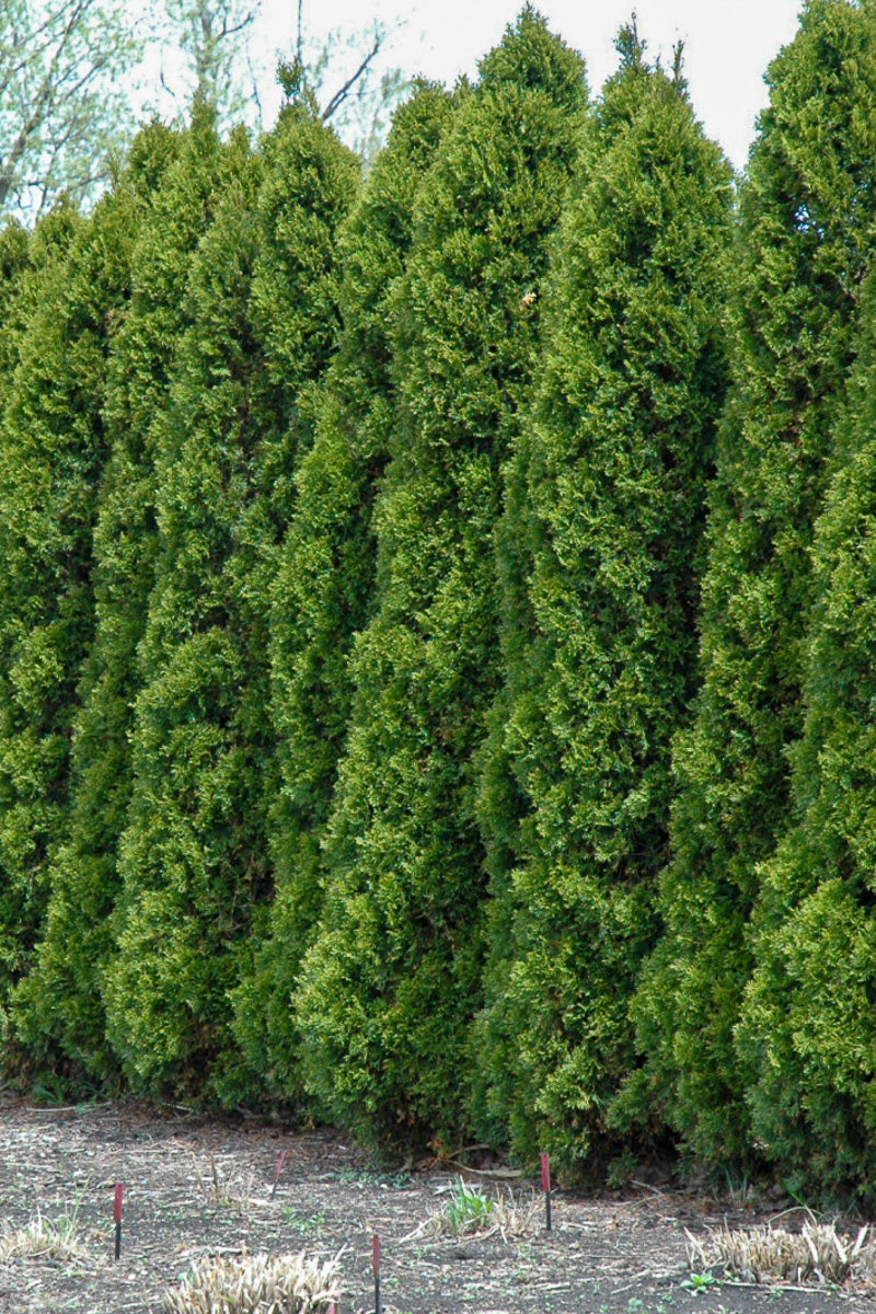Arborvitae, Wintergreen