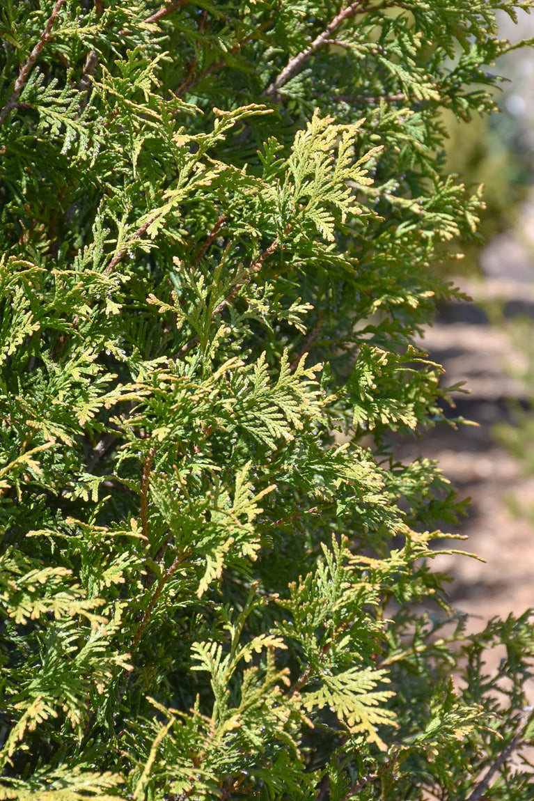 Arborvitae, Steeple Chase
