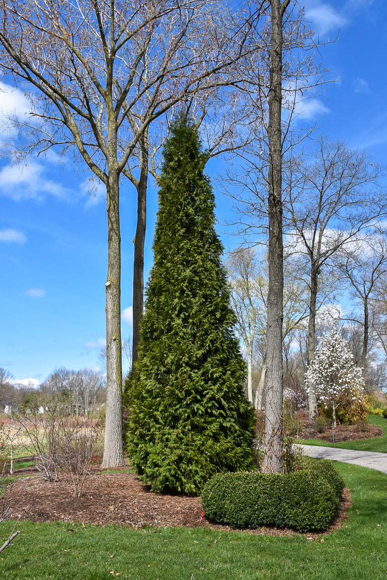 Arborvitae, Steeple Chase