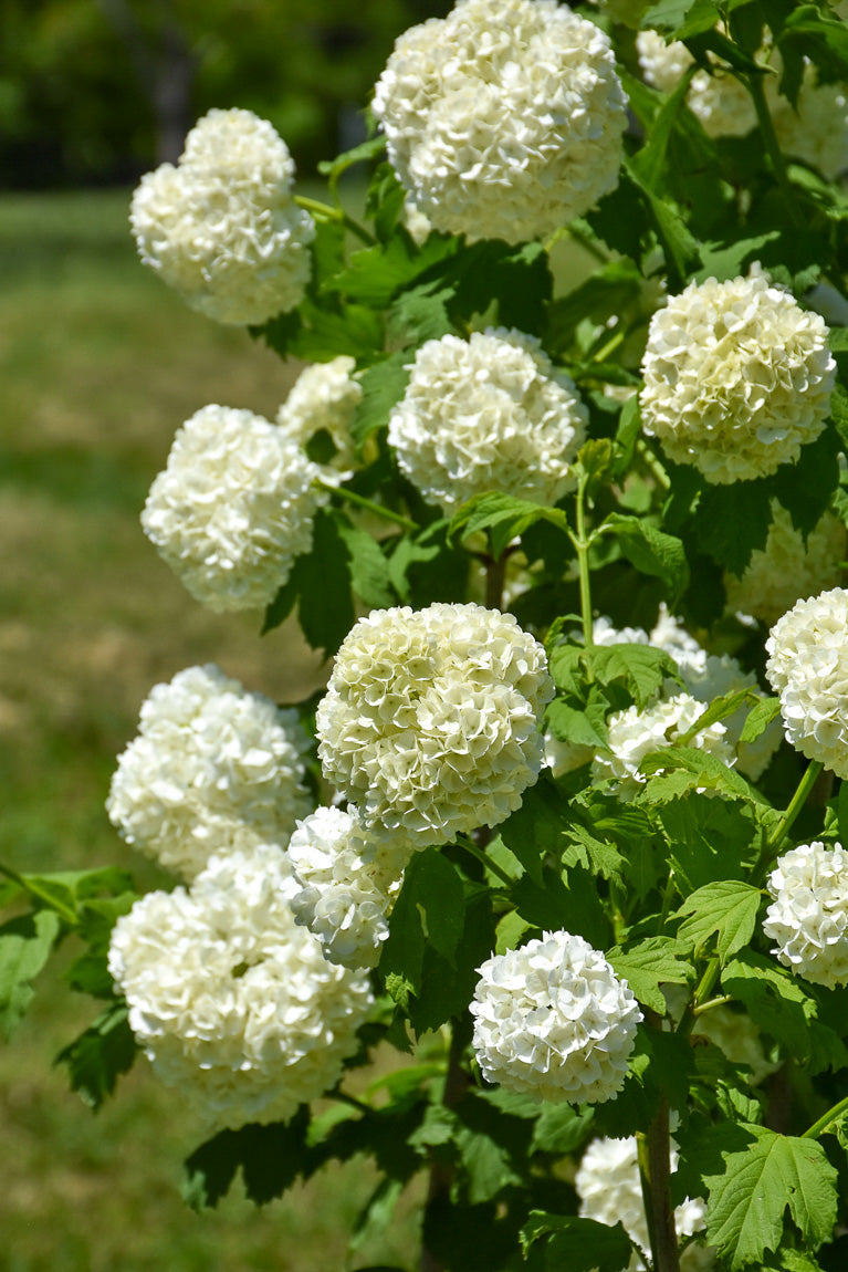 Viburnum, Common Snowball Ster