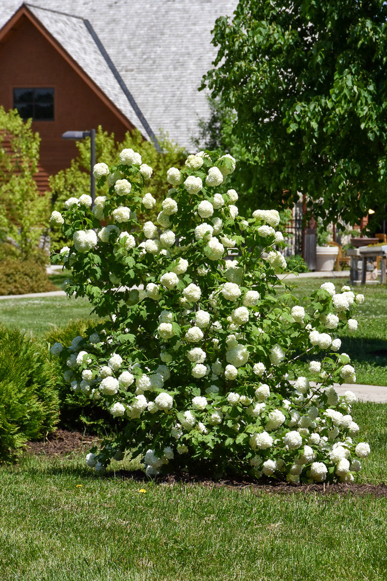 Viburnum, Common Snowball Ster