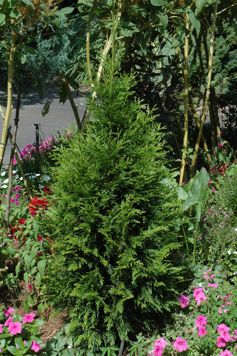 Arborvitae, Steeple Chase