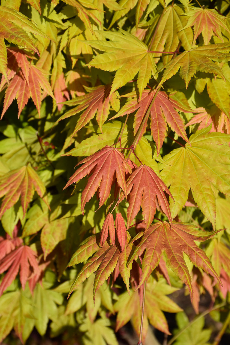 Maple, Fullmoon Moonrise