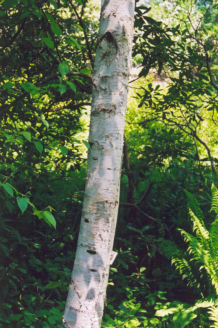 Birch, Whitespire