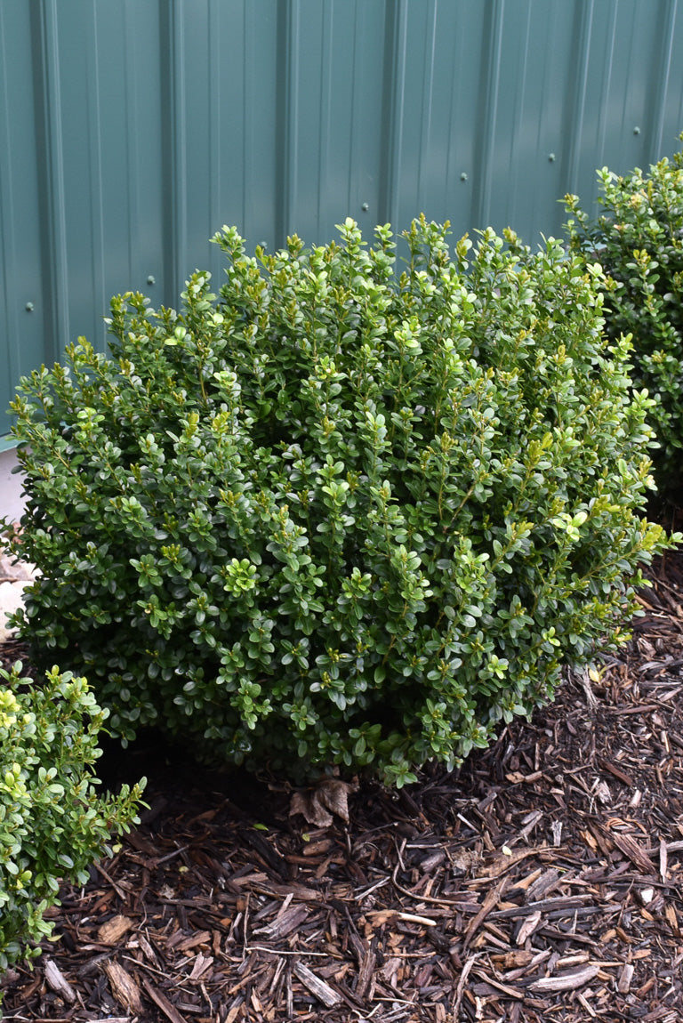 Boxwood, Newgen Freedom