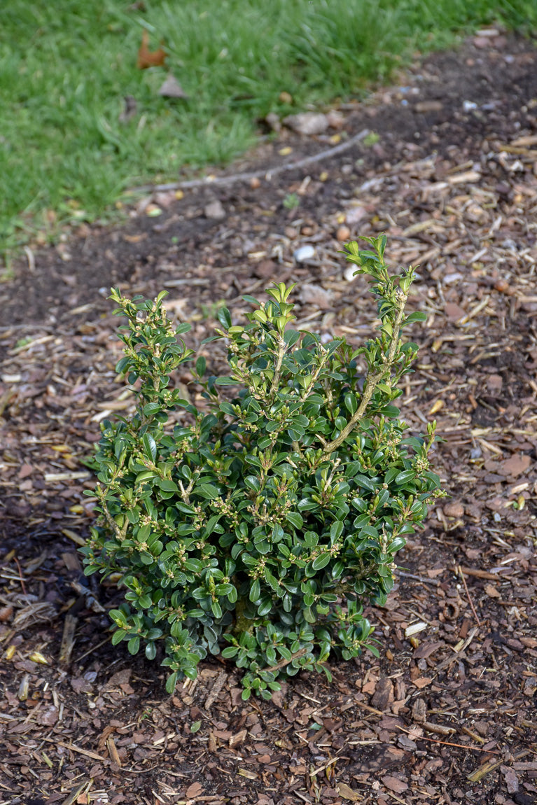 Boxwood, Newgen Independence