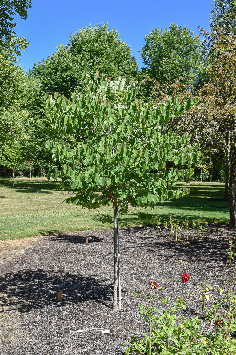 Redbud, Northern Lights