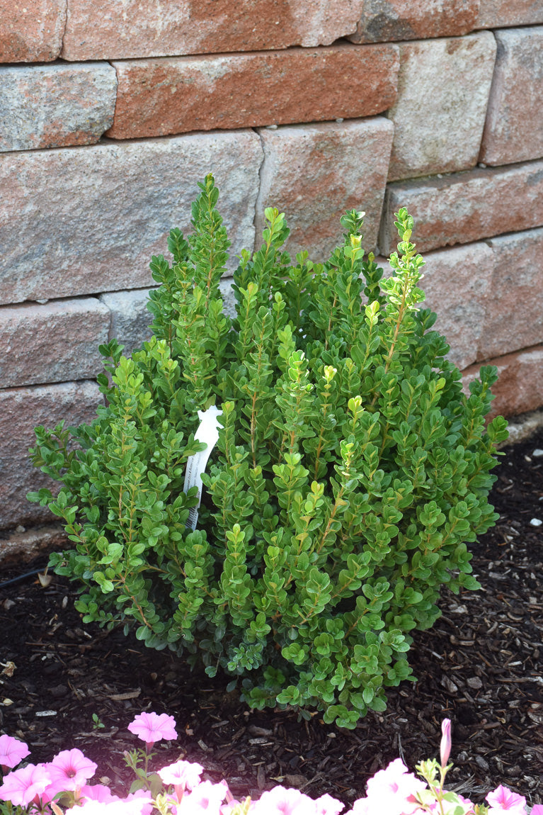 Boxwood, Newgen Freedom