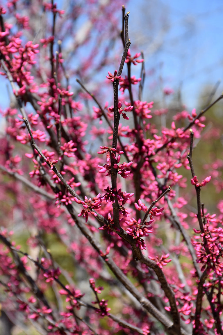 Redbud, Northern Lights