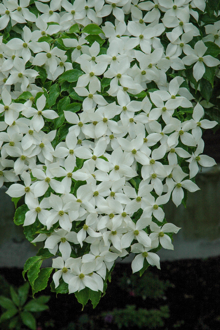Dogwood, Kousa Lustgarten