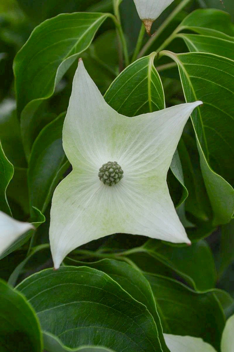 Dogwood, Pam's Mountain Bouquet