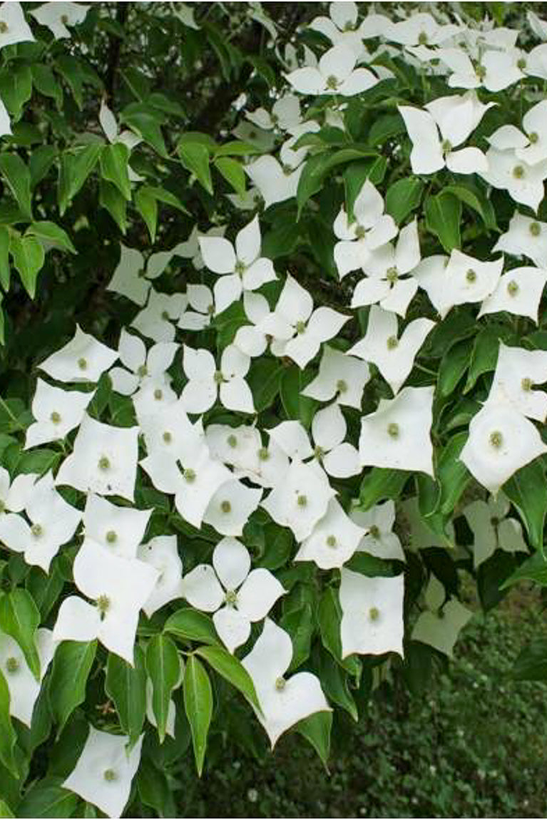 Dogwood, Pam's Mountain Bouquet