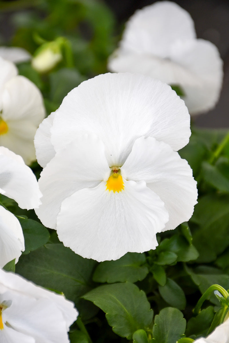 Pansy Matrix White