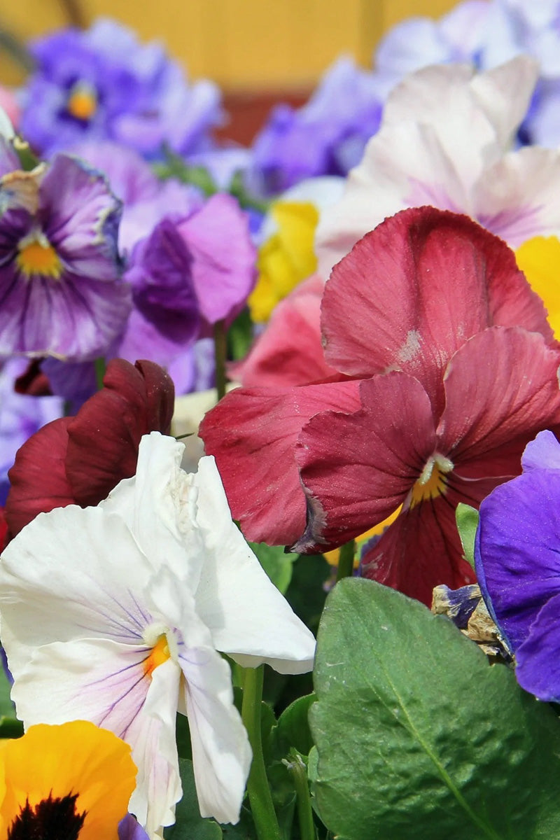 Pansy Delta Monet Mix