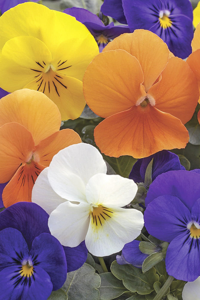Pansy, Penny All Season Mix
