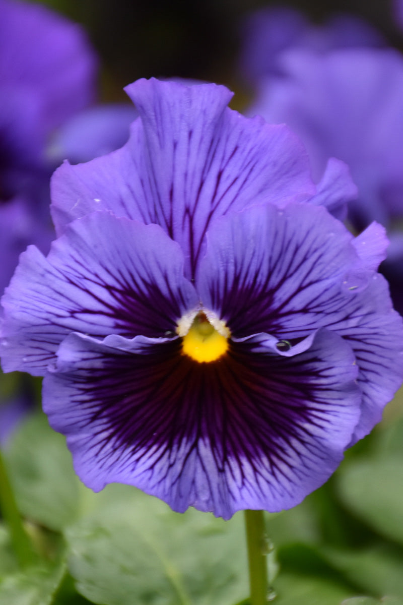 Pansy Frizz Sizz Blue