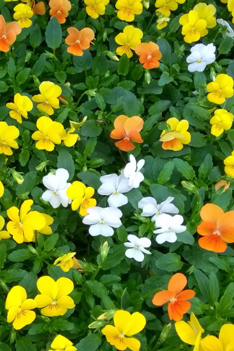 Pansy, Sorbet Citrus Mix