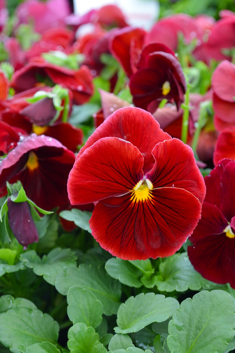 Pansy, Matrix Scarlet