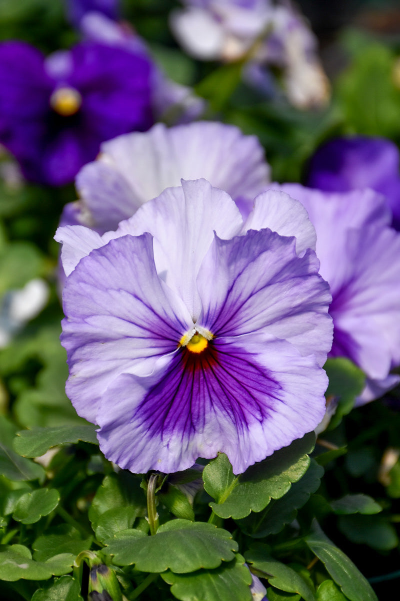 Pansy Matrix Lavendar Shade