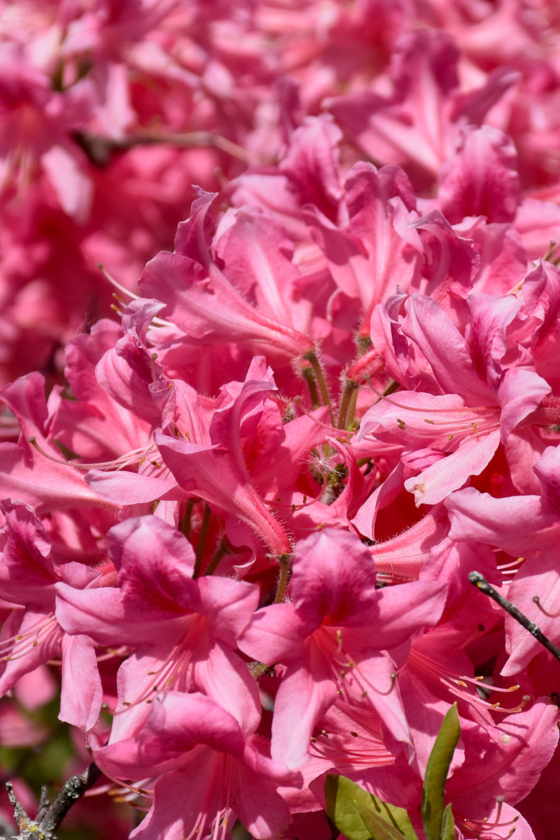 Azalea, Rosy Lights