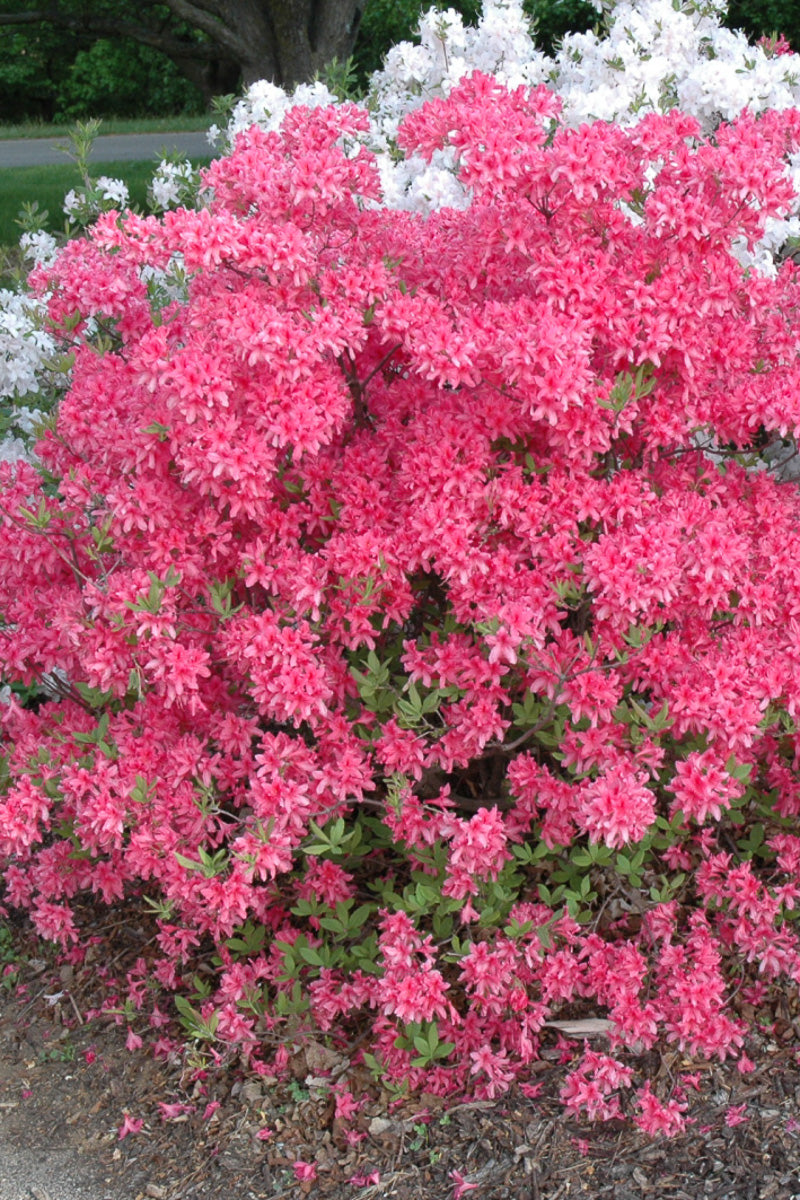 Azalea, Rosy Lights