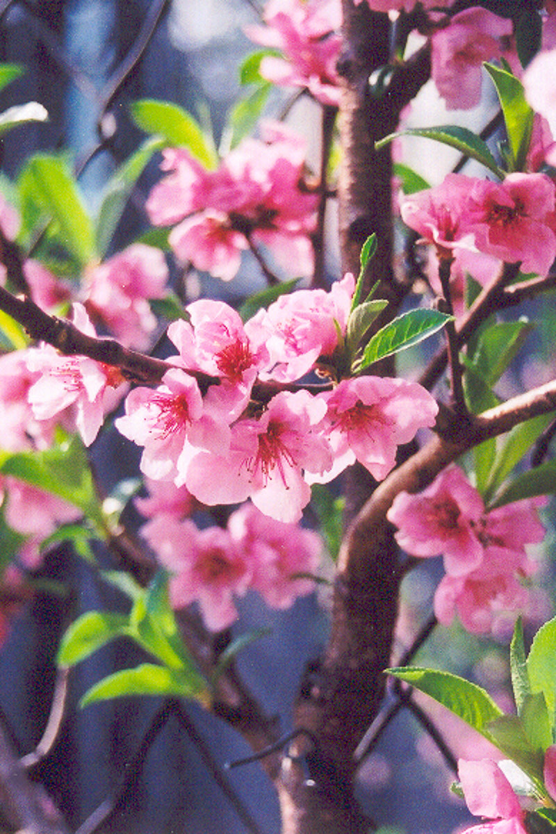 Fruit, Nectarine Fantasia
