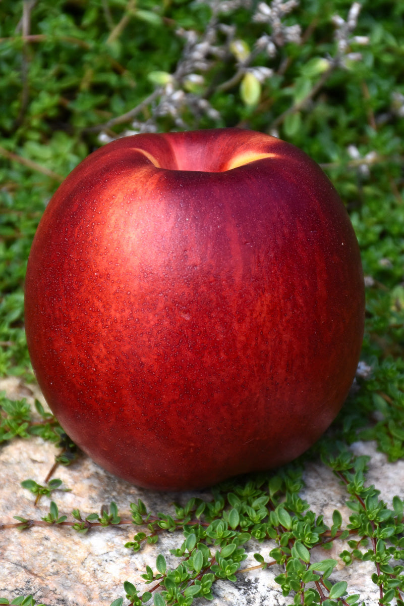Fruit, Nectarine Fantasia