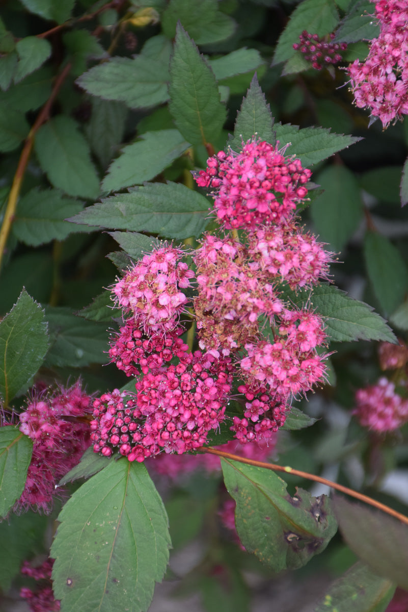 Spirea, Double Play Pink