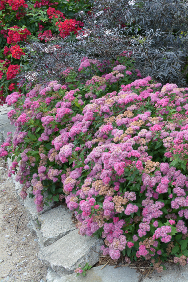 Spirea, Double Play Pink
