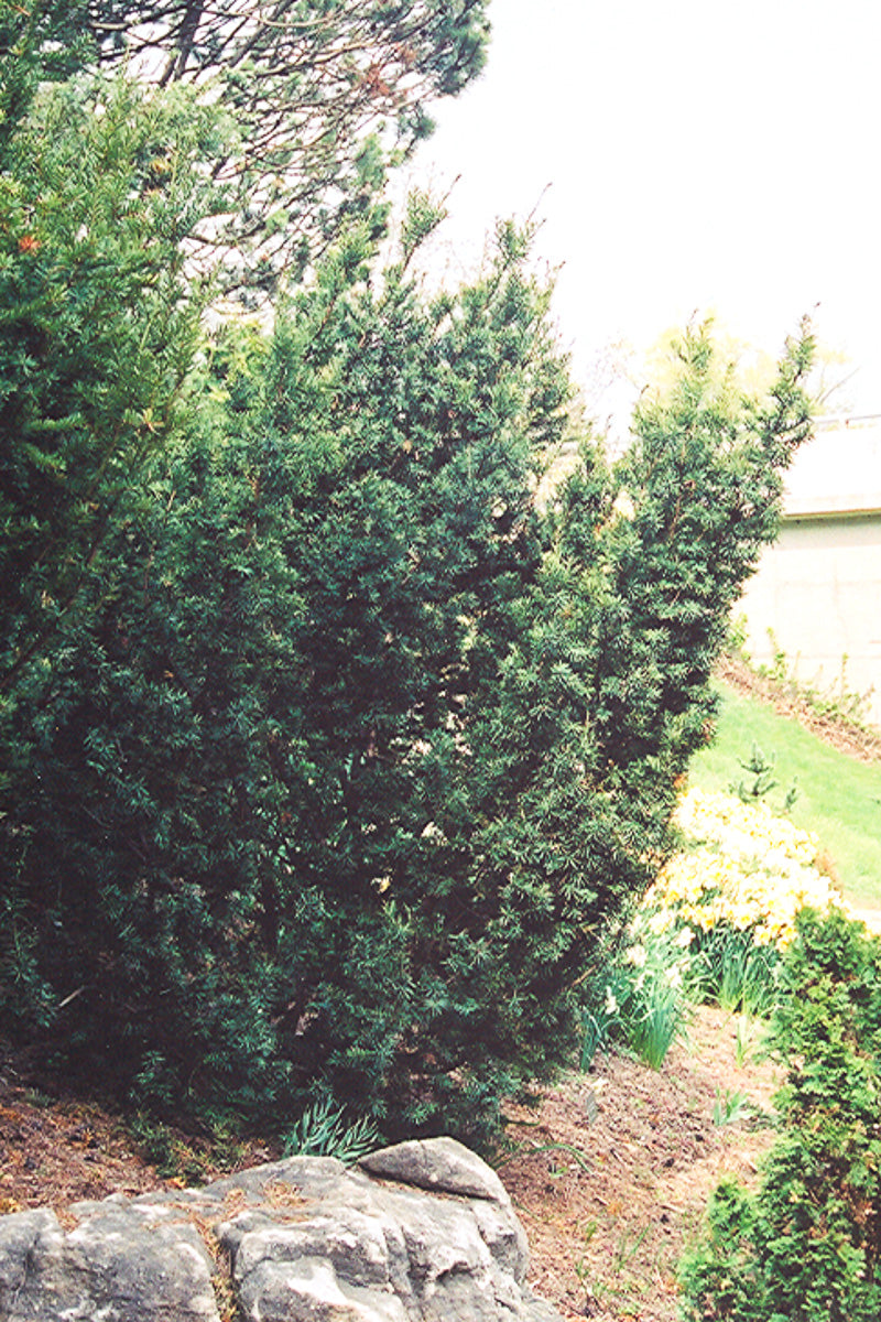 Yew, Captain