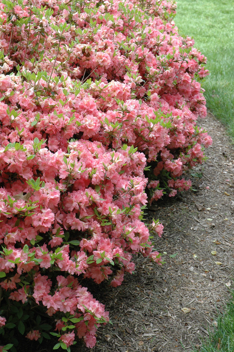 Azalea, Blaauw's Pink