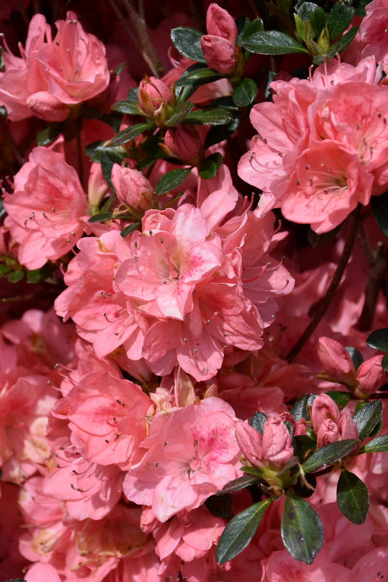 Azalea, Blaauw's Pink