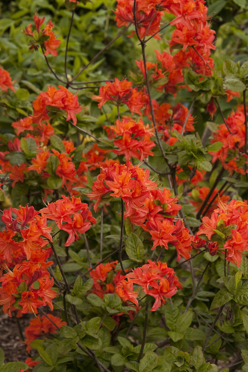 Azalea, Mandarin Lights Orange Red