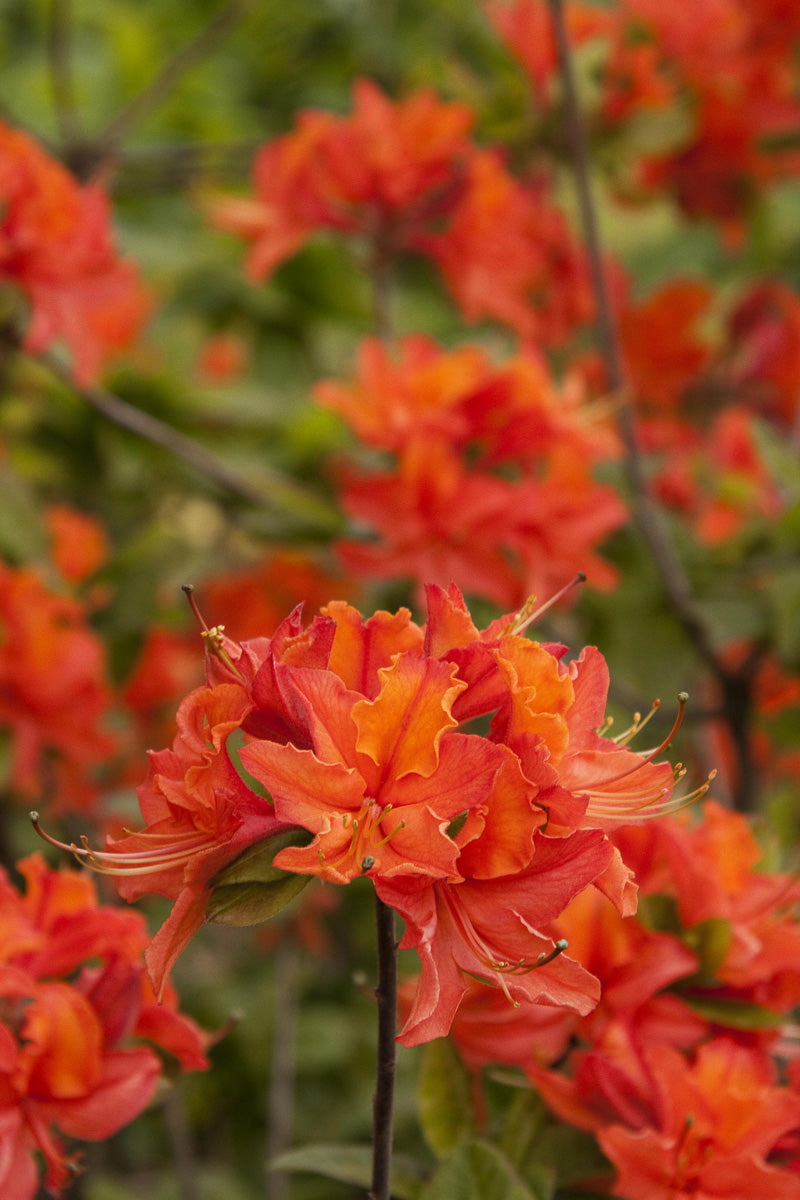 Azalea, Mandarin Lights Orange Red