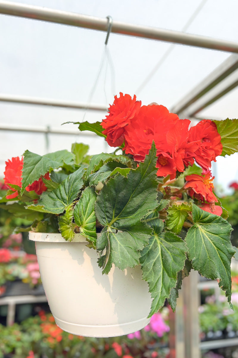 Begonia Nonstop Orange