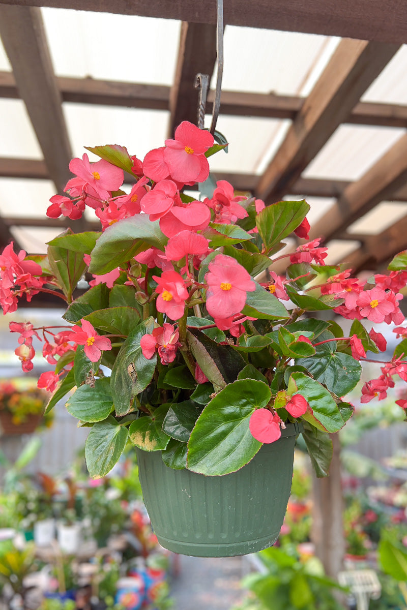 Begonia Dragon Wing