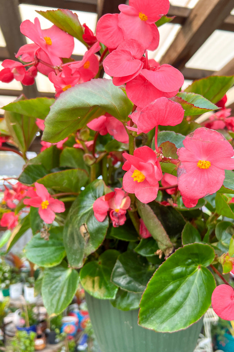 Begonia Dragon Wing